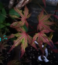 IMG_20220520_212208.jpg