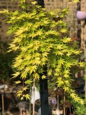20220521 Cascade Gold.jpg