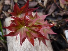Ruby Stars 25th May 2022.JPG