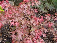 Wilsons Pink Dwarf 25th May 2022.JPG