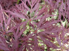 Red Dragon 27th May 2022.JPG