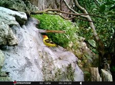 STC_0343 - western tanager male.JPG