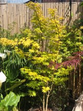 20220528 Summer Gold-1.jpg