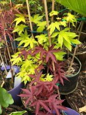 20220528 Summer Gold, Moonfire.jpg