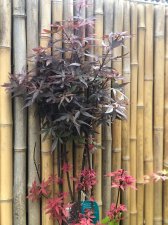 20220528 Skeeters Broom.jpg