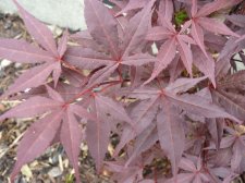 Atropurpeum 30th May 2022.JPG