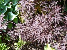 English Lace 29th May 2022.JPG