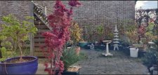 garden.jpg