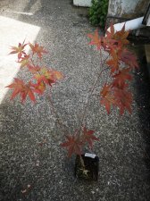 IMG_20220601_132850.jpg