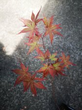 IMG_20220601_132900.jpg