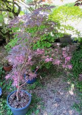 acerp-rainbow01_220601a.jpg