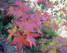 acerp-redwine_220601a.jpg