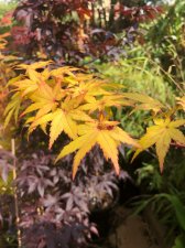 20220602 Summer Gold.jpg