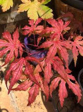 20220602 Reticulatum Purple.jpg