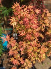 20220602 Orange Lace-1.jpg