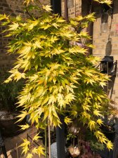 20220602 Cascade Gold-1.jpg