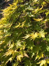 20220602 Cascade Gold.jpg