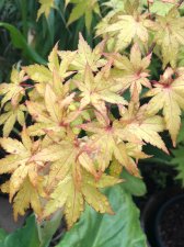 20220604 Summer Gold.jpg