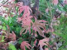 acerp-gwensro_220422a.jpg