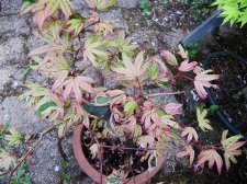 acerp-gwensro-2_220517a.jpg