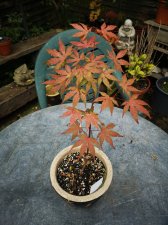 IMG_20220607_120946.jpg