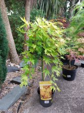 Cascade gold.jpg