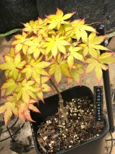 20210529 Summer Gold.jpg