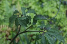 IMG_7478 - Arisaema dracontium.JPG