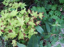 acerp-summergold_220621a.jpg