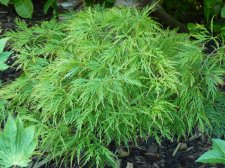 Flavescens 22nd June 2022.JPG