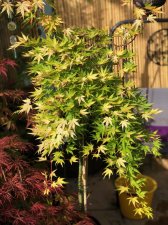 20220625 Cascade Gold-1.jpg