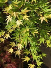 20220625 Cascade Gold-2.jpg