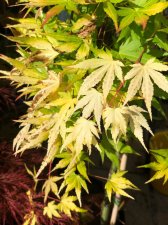 20220625 Cascade Gold-3.jpg