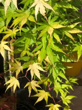 20220625 Cascade Gold-4.jpg