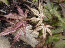 Reticulatum Purple 1st July 2022.JPG