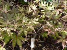 Reticilatum Purple 6th July 2022.JPG