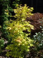 Summer Gold 6th July 2022.JPG