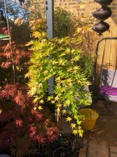 20220709 Cascade Gold.jpg