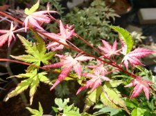 IMG_20220709_150620.jpg