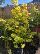 20220710 Summer Gold-1.jpg