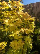20220710 Summer Gold-3.jpg
