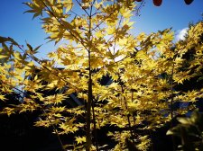 IMG_20220710_185157.jpg