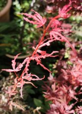 IMG_20220713_161505.jpg