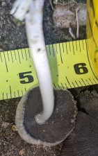 mushroom-4.jpg