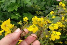 Lysimachia ciliata_Garden_Jepson-YoungLaBute_Cutler_20220716_130418.jpg