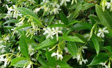 Trachelospermum jasminoides_Marquis1355Pendrell_Cutler_20220716_131220.jpg