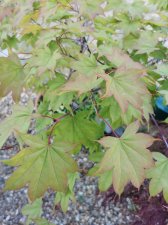 IMG_20220716_193852.jpg