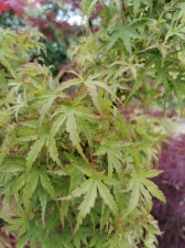 IMG_20220717_190755.jpg