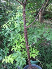 acer-gris01_220717a.jpg