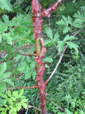 acer-gris01_220720a.jpg